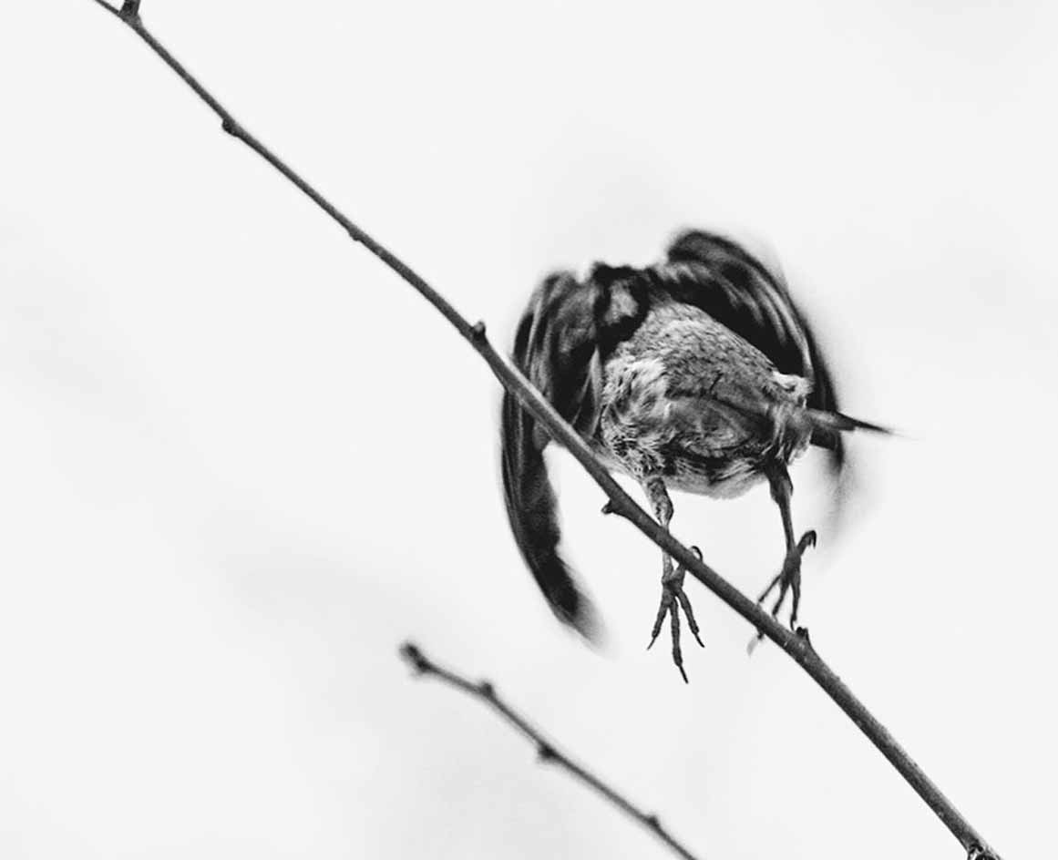 bird flying off in Central Park