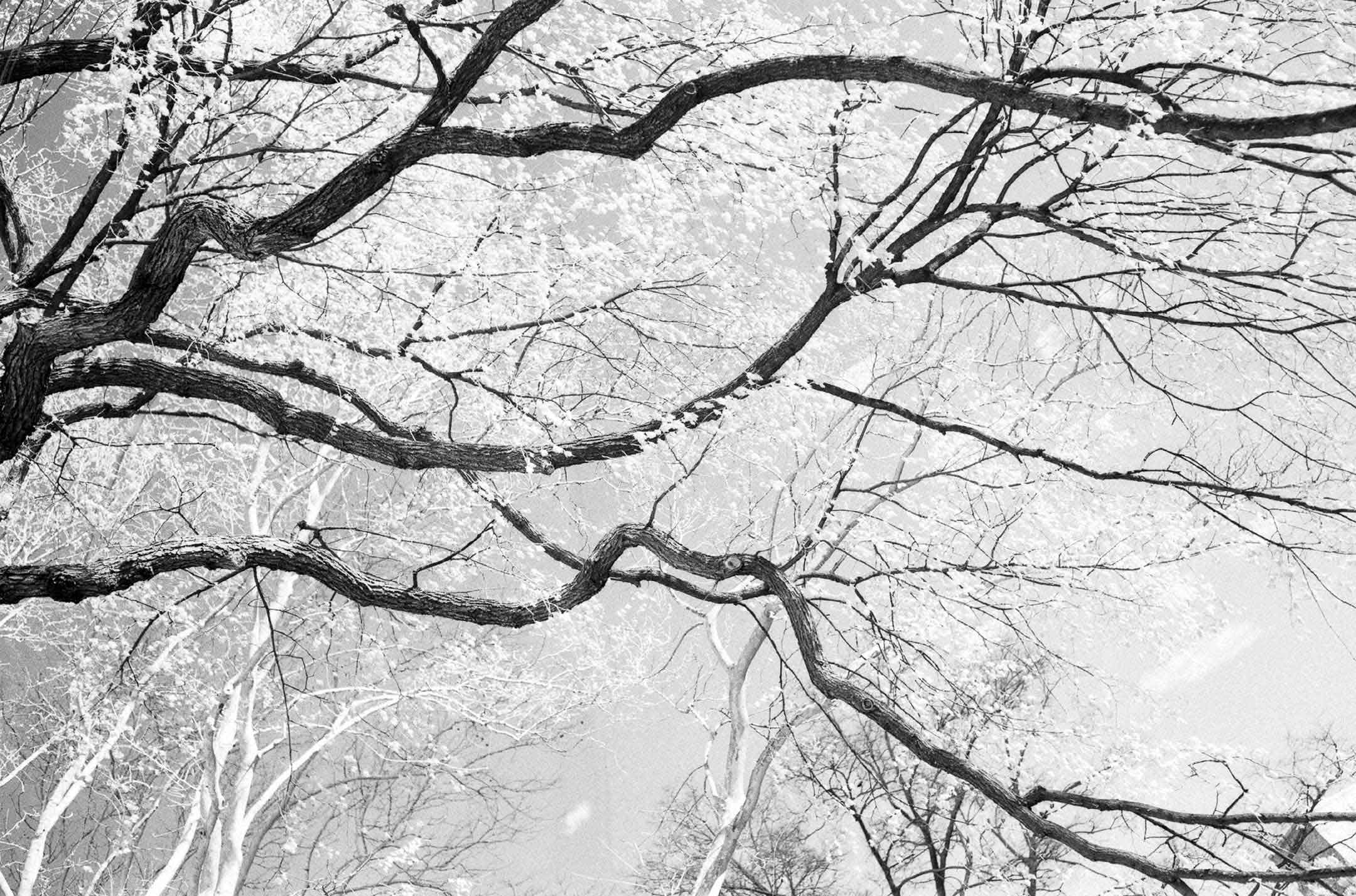 Photo of Central Park in black & white